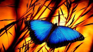 Butterfly Jigsaw Puzzles screenshot 3