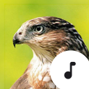 Hawk Sounds Icon