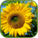 Hot Sunflower Wallpapers Icon