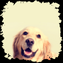 Dog Wallpaper