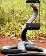 The Most Venomous Snake in the World screenshot 1