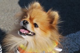 Pomeranian Wallpapers screenshot 7