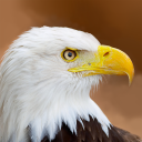 Talking Eagle Flight icon