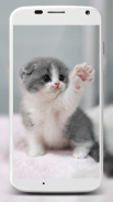 Cute Cats Wallpaper screenshot 6