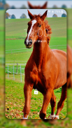 Horse Wallpaper HD: Themes screenshot 0