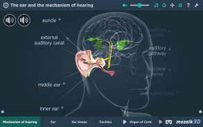 Kulak ve İşitme Süreci 3B screenshot 0