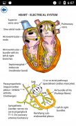 Anatomy Flashcards screenshot 3