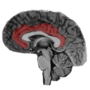 NeuroSlice Icon