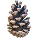 Pine Cone Satisfaction (Alpha)