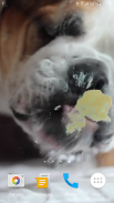 Dog Licks Screen Video LWP screenshot 3