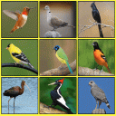 South American Birds