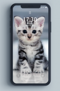 Kitten Wallpaper screenshot 6