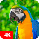 Parrot Wallpapers 4K Icon