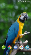 Parrot Wallpaper Hd screenshot 0