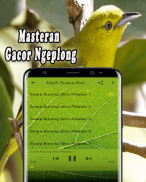 Suara Burung Sirtu Pikat MP3 screenshot 3