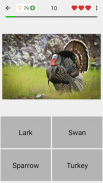 Tiere-Quiz - Lernen Sie alle Säugetiere und Vögel screenshot 3