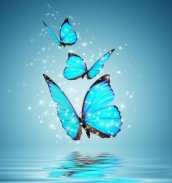 Butterfly Wallpapers screenshot 3