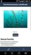 Tauch-App Wasserpflanzen screenshot 0