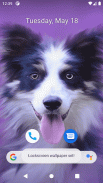 Cute Dog Wallpapers screenshot 1