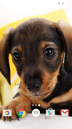 Cute Puppies Live Wallpaper screenshot 2