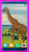 Giraffe Wallpaper screenshot 5