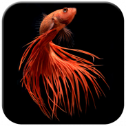 Betta Fish Wallpaper screenshot 4