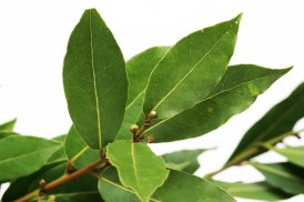 Bay Leaves Benefits screenshot 1