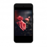 Rose Wallpapers screenshot 2