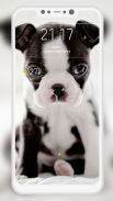 Boston Terrier Wallpaper screenshot 7