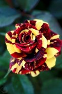 Flowers And Roses Animated Images Gif pictures 4K screenshot 0