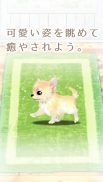 癒しの子犬育成ゲーム〜チワワ編〜 screenshot 0