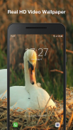 Cisnes Fondo Animado screenshot 1