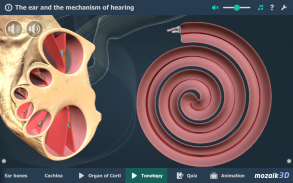 Kulak ve İşitme Süreci 3B screenshot 13