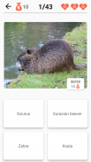 Mammals – Learn All Animals in Foto-Quiz! screenshot 0