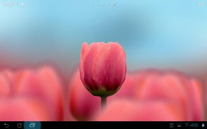 3D Tulip Live Wallpaper screenshot 0