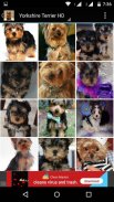 Yorkshire Terrier Dog Wallpape screenshot 0