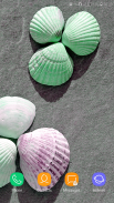 Shells Wallpaper screenshot 0