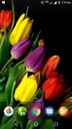 Beautiful Flowers HD Wallpaper screenshot 3