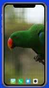 Parrot Wallpaper HD screenshot 5