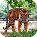 Hungry Tiger 3D Icon