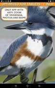 iBird Lite Free Guide to Birds screenshot 17