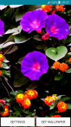 วอลล์เปเปอร์ดอกไม้ในฤดูใบไม้ผล screenshot 1