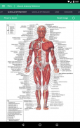 Muscle Anatomy Reference Guide screenshot 18