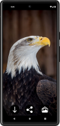 Eagle Wallpapers | HD quality screenshot 4