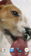 Dog Licks Screen Video LWP screenshot 8