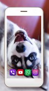 Husky Dogs Free Live Wallpaper screenshot 4