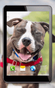 Cute Dogs Live Wallpaper screenshot 4