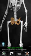 Osseous System in 3D (Anatomy) screenshot 8