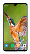 Bird Wallpaper 4K screenshot 13