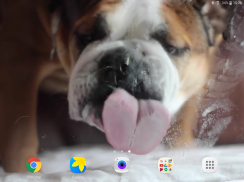 Dog Licks Screen Video LWP screenshot 5